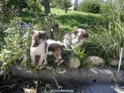 rough collie - mejor precio | unprecio.es