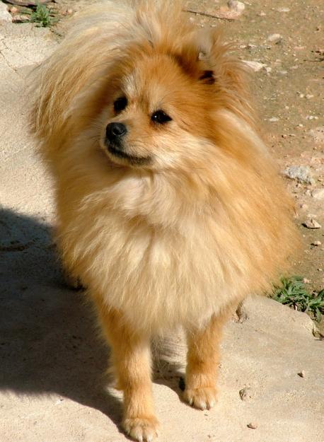 Se venden dos hembras y un macho de Pomerania.