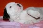 vendo boxer - mejor precio | unprecio.es