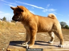Cachorros de shiba inu, Unicos ejemplares en ESPAÑA¡ - mejor precio | unprecio.es