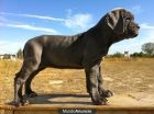 Mastin Napolitano fotos actuales del cachorro - mejor precio | unprecio.es