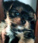 Preciosos Cachorros Yorkshire Pedigree - Alicante - - mejor precio | unprecio.es