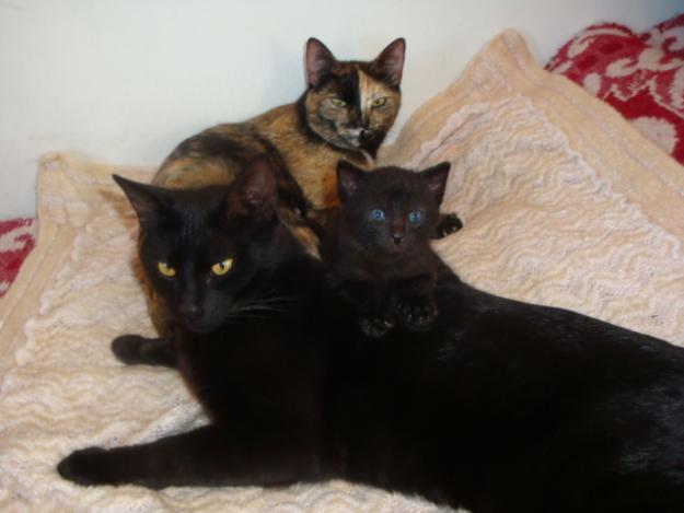 Se regala una gatita negra de 3 semanas