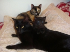 Se regala una gatita negra de 3 semanas - mejor precio | unprecio.es