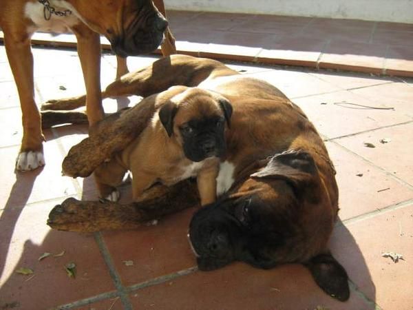 vendo cachorros boxer