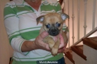 VENTA DE CHIHUAHUAS SUPER BONITOS Y PEQUEÑOS HEMBRAS Y MACHOS - mejor precio | unprecio.es