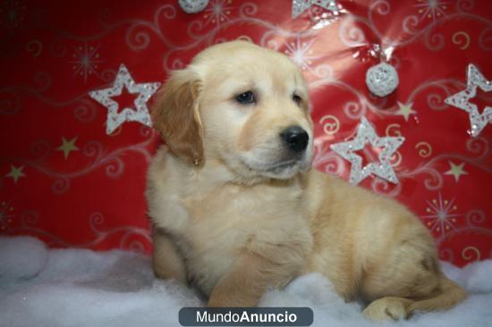Venta Golden Retriever