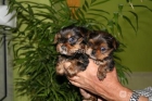 YORKSHIRES TOYS POSIBILIDAD DE ADQUIRIRLOS CON PEDIGREE - mejor precio | unprecio.es