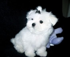 ***~~~ CUTEST MALTESE TOY - mejor precio | unprecio.es