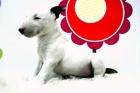 Bullterrier - Cachorros para Entregar - www.animalflower.es - mejor precio | unprecio.es