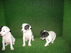 CACHORROS BODEGUEROS ANDALUZ - mejor precio | unprecio.es