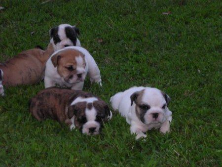 Espectaculares Cachorros de Bulldog Ingles