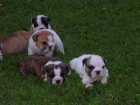 Espectaculares Cachorros de Bulldog Ingles - mejor precio | unprecio.es