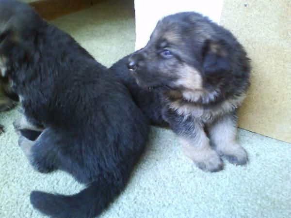 vendo cachorros de pastor aleman