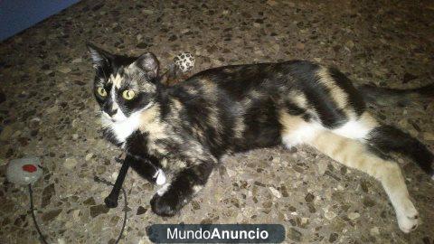 GILDA, GATA TRICOLOR EN ADOPCIÓN