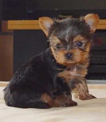 !!Yorkshire terrier toys hembrita!!