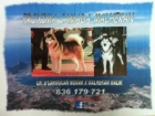 ALASKAN MALAMUTES - mejor precio | unprecio.es