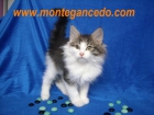 Bonitos gatitos bosque de noruega - garantia y pedigree - mejor precio | unprecio.es