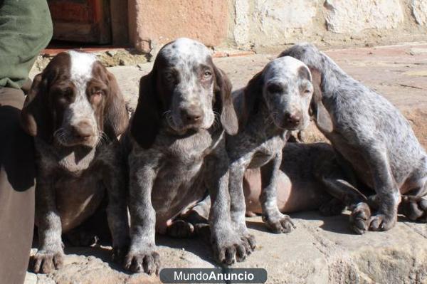 Cachorros de perro perdiguero de Burgos