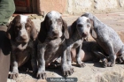Cachorros de perro perdiguero de Burgos - mejor precio | unprecio.es