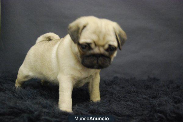 camada de carlino pug, muy chatos