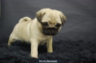 camada de carlino pug, muy chatos - mejor precio | unprecio.es