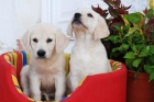 Labrador, los mejores cachorros de Pura Raza  Tenerife - mejor precio | unprecio.es