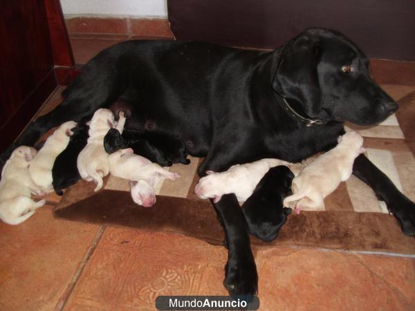 labradores