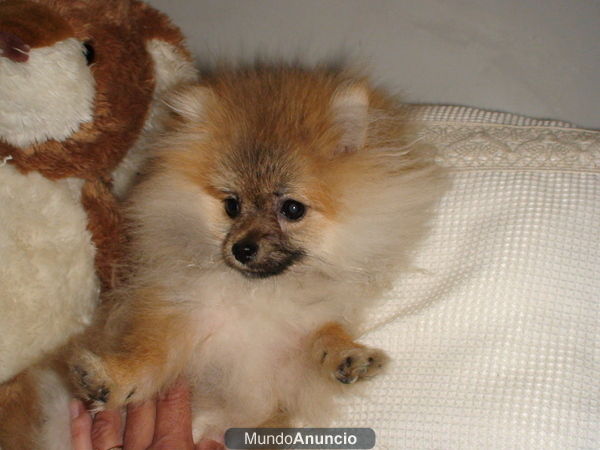 lulu de pomerania