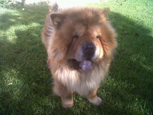 ofrezco macho de chow chow de 5 años para montas en madrid o alrededores200 euros