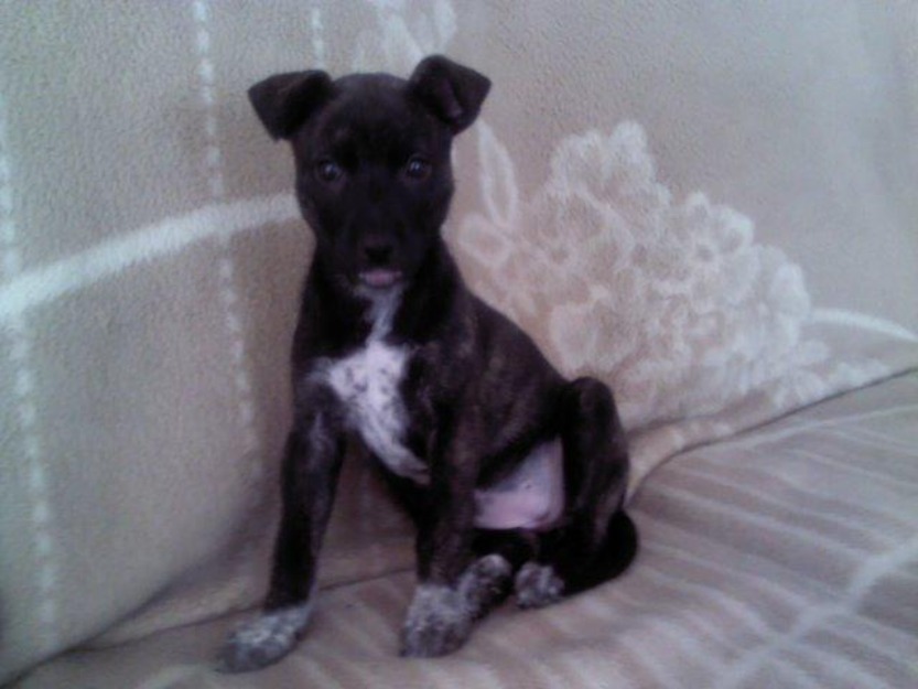 Pitbull cachorrita vendo