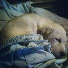 se da en adopcion cachorro - mejor precio | unprecio.es
