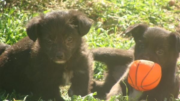 se regalan cachorros de gos d´atura pastor catalá