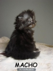 SE VENDEN PRECIOSOS GATITOS PERSAS - mejor precio | unprecio.es