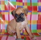 ultima cachorrita de boxer canela en 250E + pedigri - mejor precio | unprecio.es