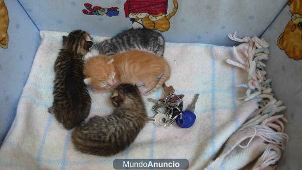 URGENTE!!!  GATITOS EN ADOPCION!!