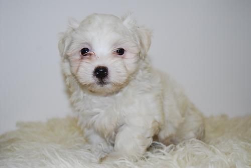 bichon maltes