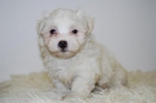 bichon maltes - mejor precio | unprecio.es