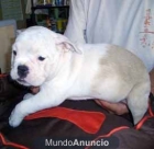 bulldog ingles - mejor precio | unprecio.es
