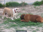 Bulldog Ingles hijos de Rembombory Freedy todo unos campeones. - mejor precio | unprecio.es