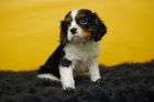 Cavalier King Charles en diferentes colores (fotos reales) - mejor precio | unprecio.es