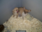 Chihuahuas guapisimos - mejor precio | unprecio.es