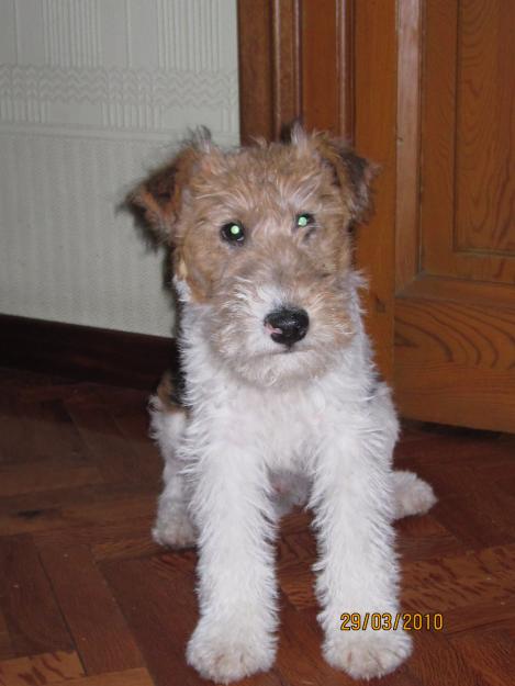 Fox terrier cachorros