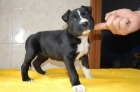 Pit bull de Peralmar - mejor precio | unprecio.es