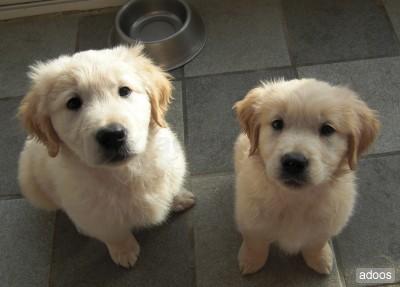 REGALO Cachorritos Golden