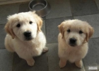 REGALO Cachorritos Golden - mejor precio | unprecio.es