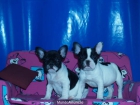 Tu Bulldog Frances, al mejor precio - mejor precio | unprecio.es