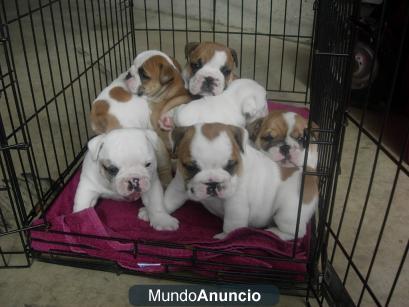 Inglés bulldog ( GRATIS )