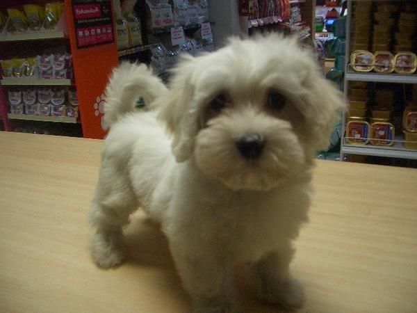 BICHON MALTES