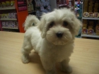 BICHON MALTES - mejor precio | unprecio.es